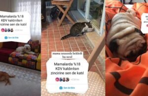 Sezer Özseven yazdı: Hayvansever Değiller İnsansevmezler